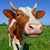 Bob Cow's profile image