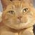 Tracie Weld's profile image
