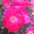 Cindy Day's profile image