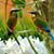 Bayardo Bojorge's profile image
