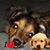Andrea Fiorentino's profile image