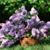 Ellen Blier Burnham's profile image