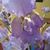 Cynthia Macero's profile image