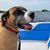 Theresa Chicoine Silsby's profile image