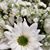 Katie Braswell Hutchens's profile image