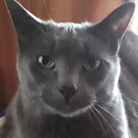 Allison Garrett's profile image