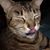 Kathy Crincoli's profile image