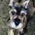 Steve J Della Gala's profile image
