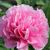 Carol Longello K.'s profile image