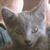 Wig Suko's profile image