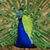 Lori Holbrook's profile image
