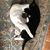 Carol A. Hall's profile image