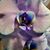 Tranquil Peace's profile image