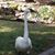 Darlene Davis's profile image