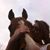 Janine Lumia's profile image