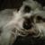 Diane Perry's profile image