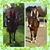 Carol Bell Landon's profile image