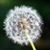 Elizabeth Russell Hanlon's profile image