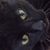 LA Whitehead's profile image