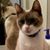 Sheri Darrough's profile image