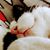Susan Burke Harris's profile image