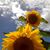 Carol Coomes's profile image