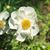 DeeAnn Harris Reese's profile image
