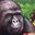 Griffin Baltz's profile image