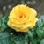 Susanna Porter's profile image
