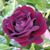 Angelica Anguiano's profile image