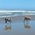 Sue Booher's profile image
