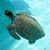 Octavio Tortugas Marinas's profile image