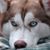 Dave Daniels's profile image