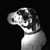 Lisa N Dennis Satterwhite's profile image