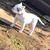 Dontae Jeffries's profile image
