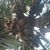 Arham Shafeek's profile image