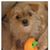 Punkin Pies's profile image