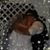 Amanda Schnetzer's profile image