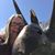 Gayle Kitchens-Borho's profile image