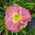 Diane Keiffer's profile image