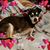 Diane Ruiz Seats's profile image