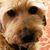 Deanne Horangic Corcoran's profile image