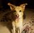 Amy Comstock Bower's profile image