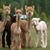 Sue Dono Thyg's profile image