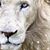 Rebecca Radcliffe's profile image