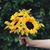 Rosalva Nevarez Rivera's profile image