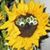 Arlene Ankenman's profile image