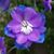 Carrie Danley's profile image