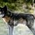Linda Dyarman's profile image