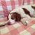 Shannon Lerner's profile image